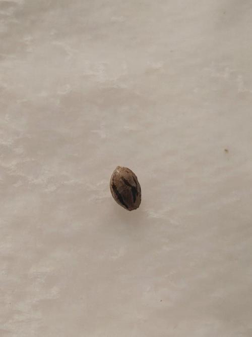 Herbies Seeds Mix Indoor Grow. Week 0