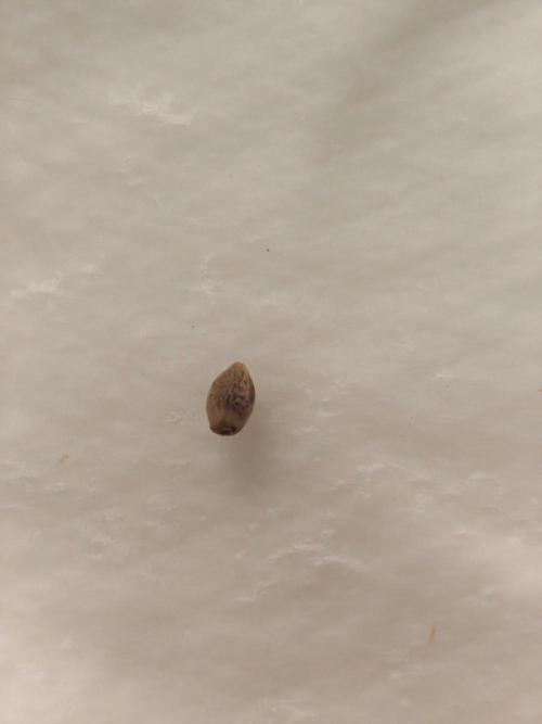 Herbies Seeds Mix Indoor Grow. Week 0