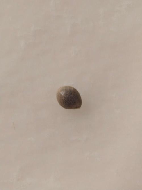 Herbies Seeds Mix Indoor Grow. Week 0