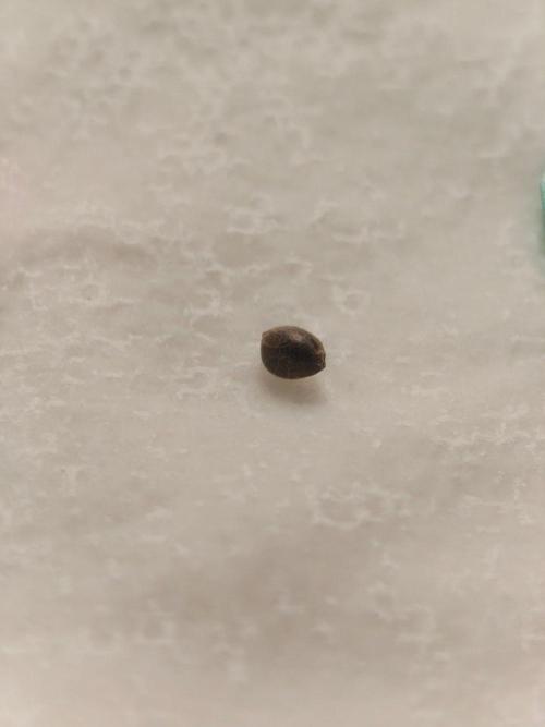 Herbies Seeds Mix Indoor Grow. Week 0