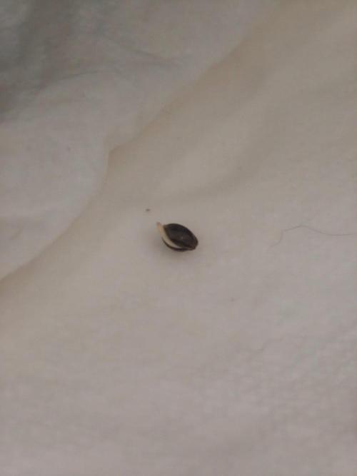 Herbies Seeds Mix Indoor Grow. Week 0
