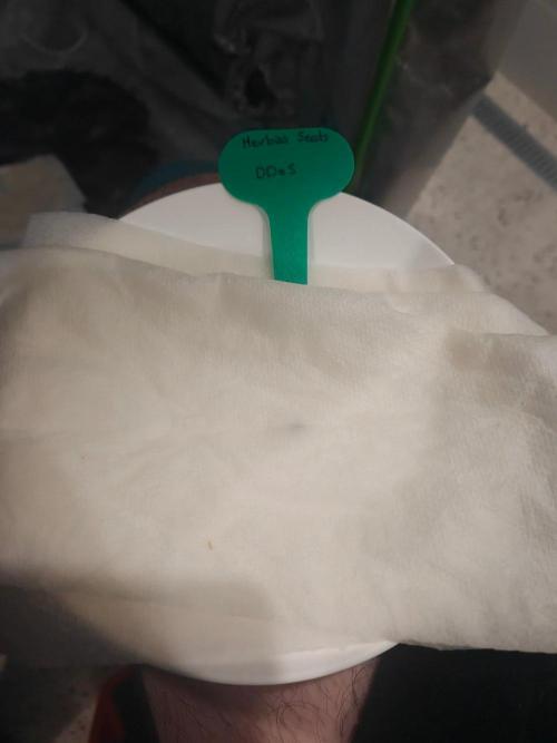 Herbies Seeds Mix Indoor Grow. Week 0