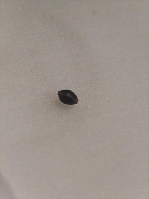 Herbies Seeds Mix Indoor Grow. Week 0