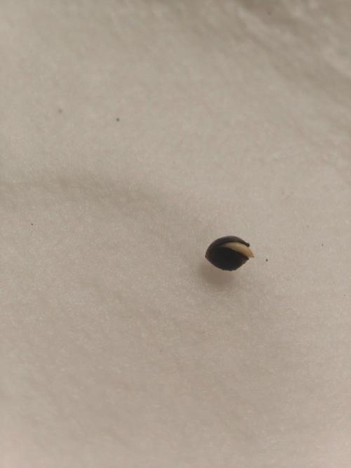Herbies Seeds Mix Indoor Grow. Week 0