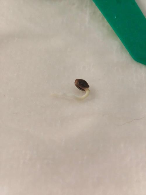 Herbies Seeds Mix Indoor Grow. Week 0