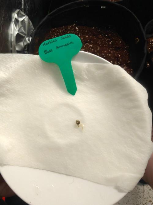Herbies Seeds Mix Indoor Grow. Week 0