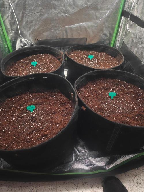 Herbies Seeds Mix Indoor Grow. Week 0