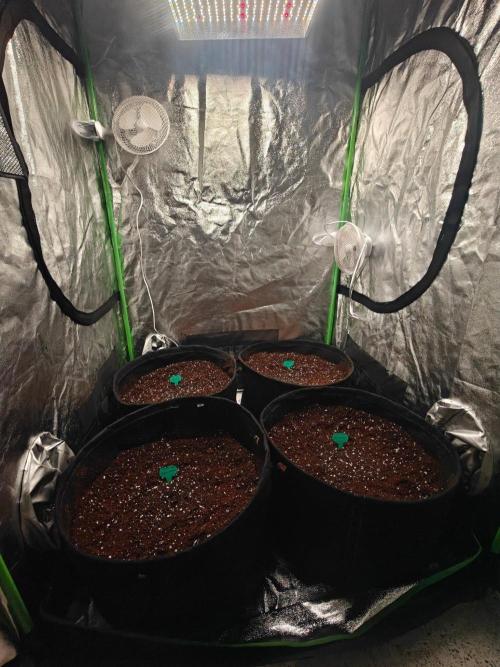 Herbies Seeds Mix Indoor Grow. Week 0