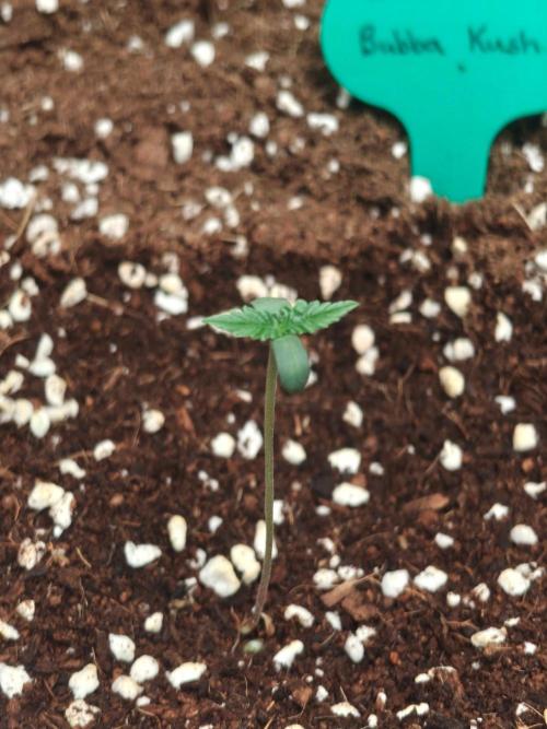 Herbies Seeds Mix Indoor Grow. Week 1