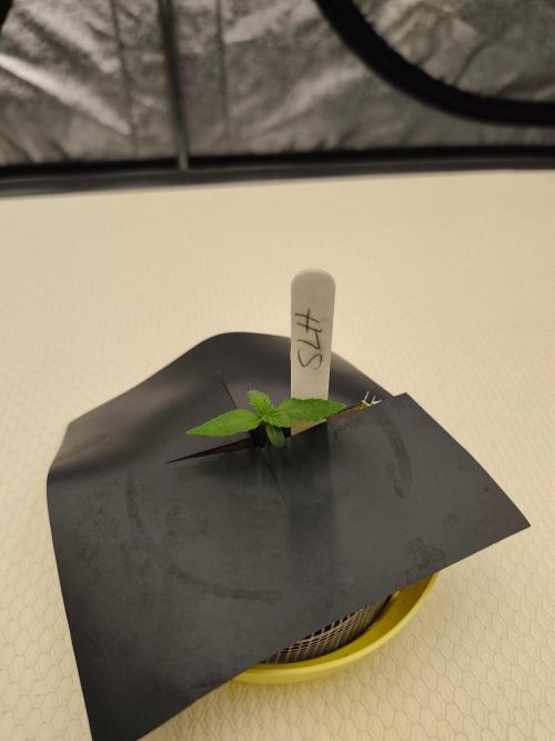 Aero/DWC Custome Legal German Grow. Week 0 - SuperLemonHaze(SLH)