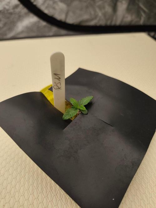 Aero/DWC Custome Legal German Grow. Week 0 - SLH x RS11 (Air)
