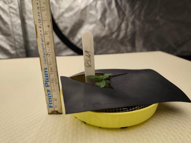 Aero/DWC Custome Legal German Grow. Week 1 - 1VT