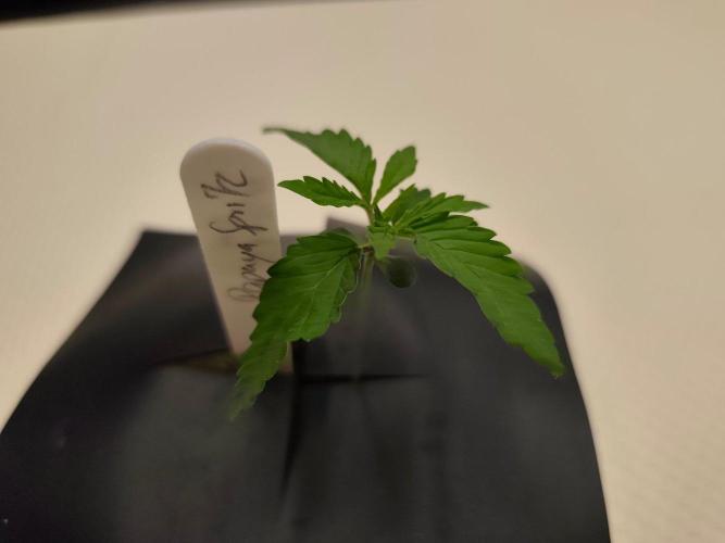 Aero/DWC Custome Legal German Grow. Week 1 - 1VT