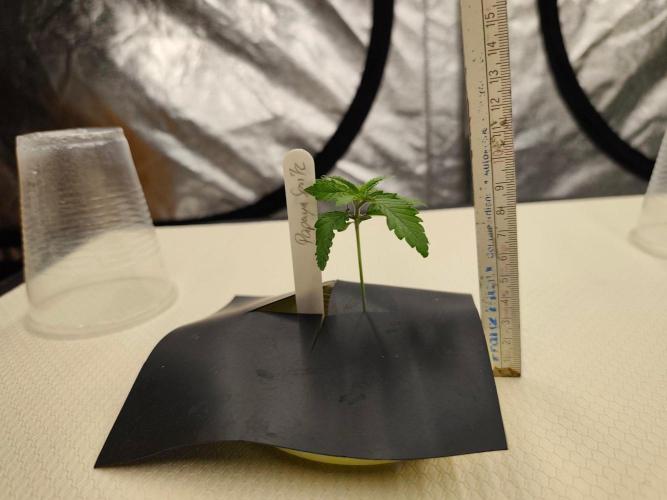 Aero/DWC Custome Legal German Grow. Week 1 - VT5