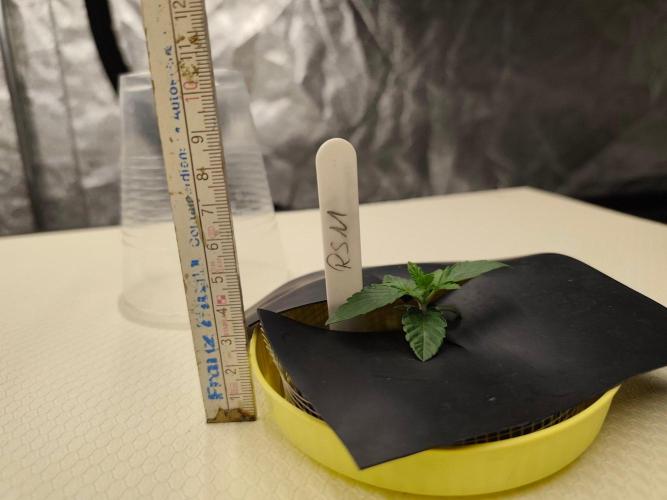 Aero/DWC Custome Legal German Grow. Week 1 - VT5