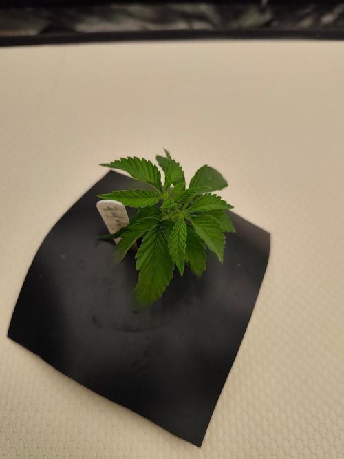 Aero/DWC Custome Legal German Grow. Week 2