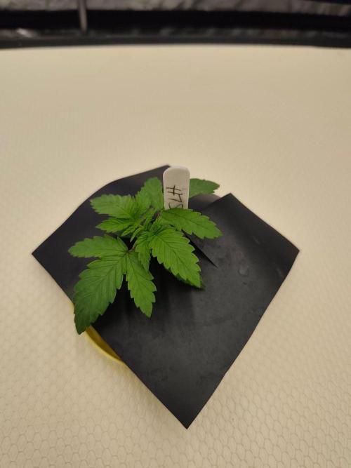 Aero/DWC Custome Legal German Grow. Week 2
