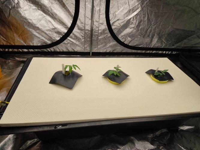 Aero/DWC Custome Legal German Grow. Week 2