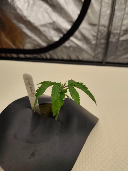 Aero/DWC Custome Legal German Grow. Week 2