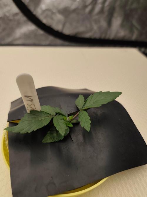 Aero/DWC Custome Legal German Grow. Week 2