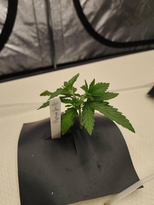Aero/DWC Custome Legal German Grow. Week 2