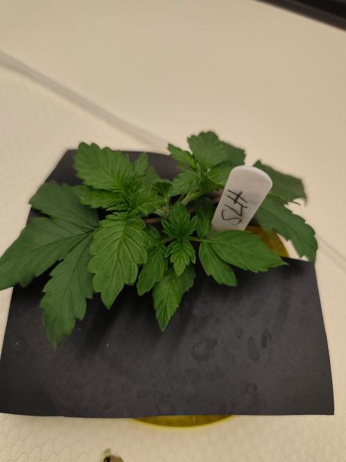 Aero/DWC Custome Legal German Grow. Week 2