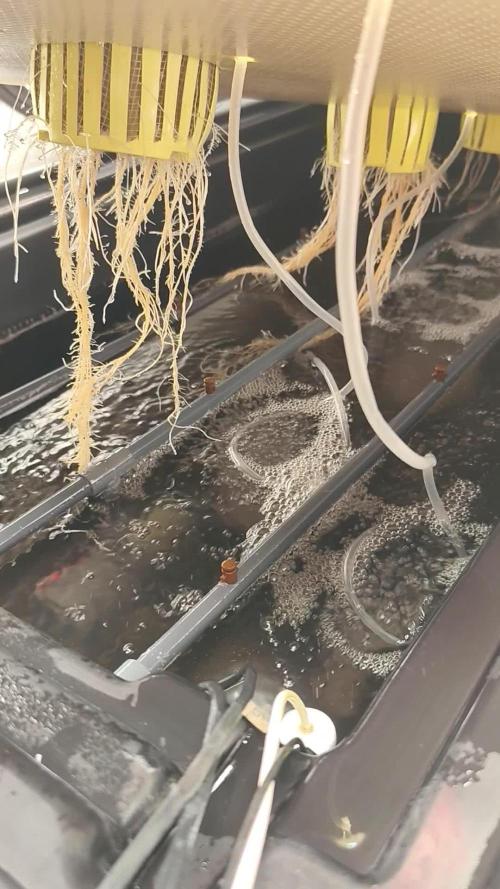 Aero/DWC Custome Legal German Grow