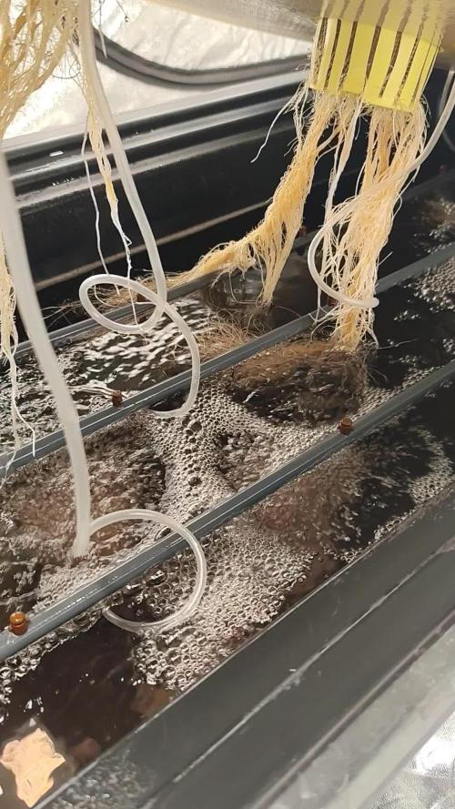 Aero/DWC Custome Legal German Grow