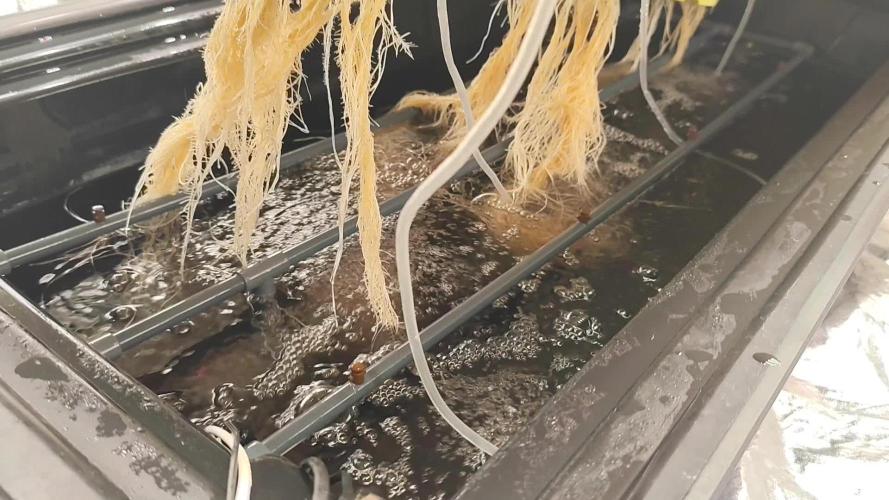Aero/DWC Custome Legal German Grow