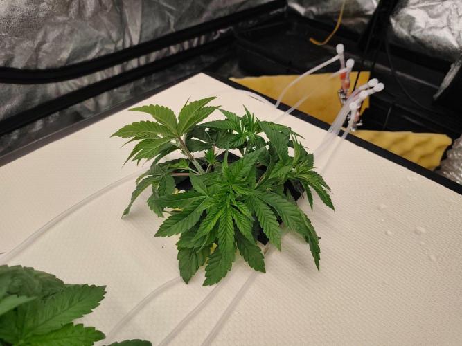 Aero/DWC Custome Legal German Grow. Week 4 - VG23