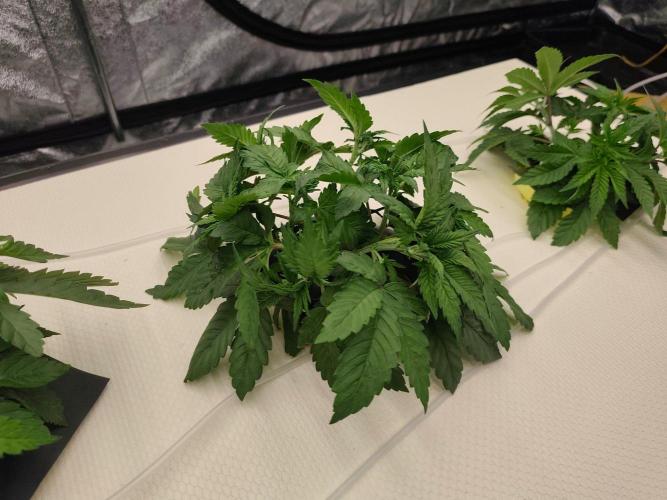 Aero/DWC Custome Legal German Grow. Week 4 - VG23