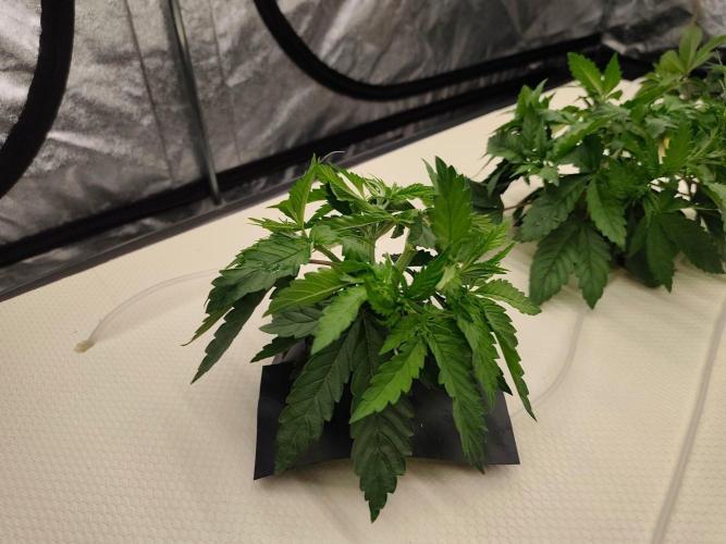 Aero/DWC Custome Legal German Grow. Week 4 - VG23
