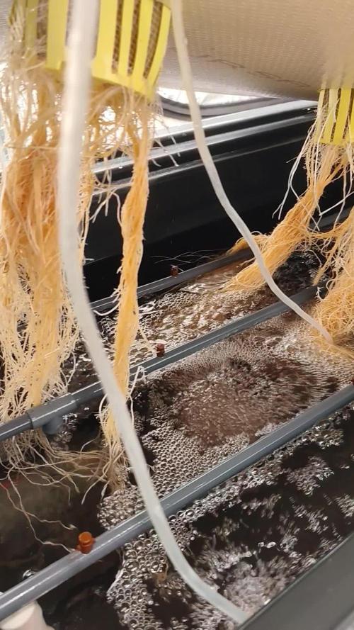 Aero/DWC Custome Legal German Grow