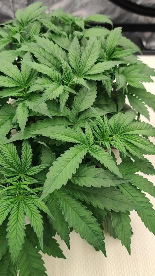 Aero/DWC Custome Legal German Grow