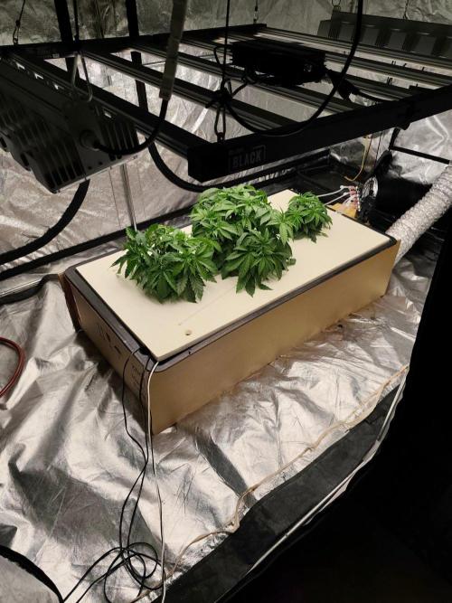 Aero/DWC Custome Legal German Grow. Week 5
