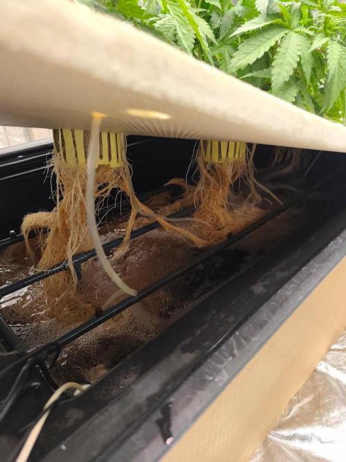 Aero/DWC Custome Legal German Grow. Week 5