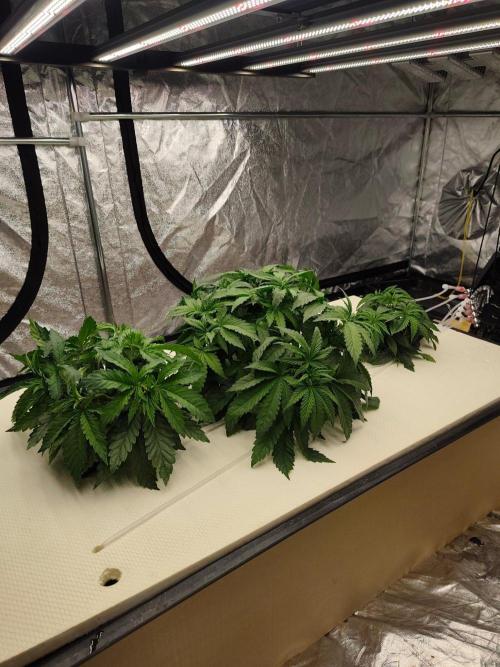 Aero/DWC Custome Legal German Grow. Week 5
