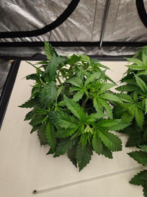 Aero/DWC Custome Legal German Grow. Week 5