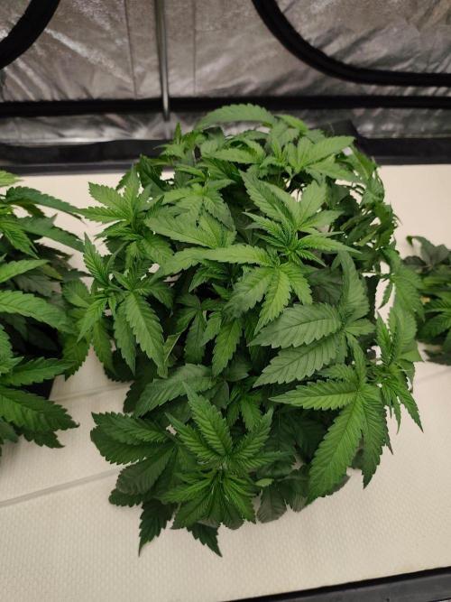 Aero/DWC Custome Legal German Grow. Week 5