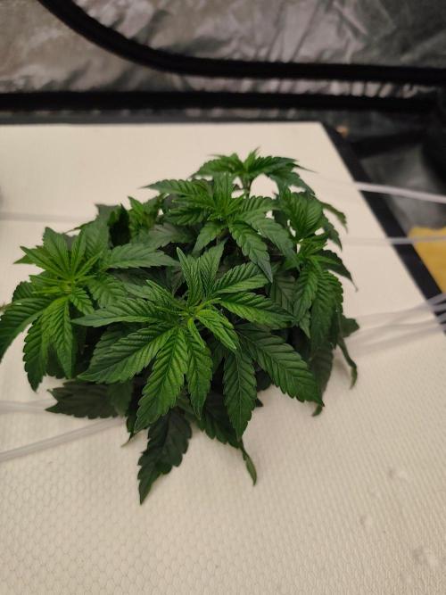 Aero/DWC Custome Legal German Grow. Week 5