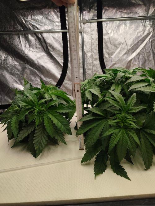 Aero/DWC Custome Legal German Grow. Week 5