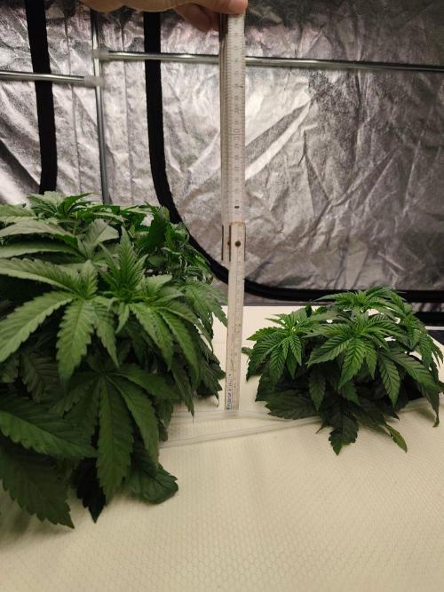 Aero/DWC Custome Legal German Grow. Week 5