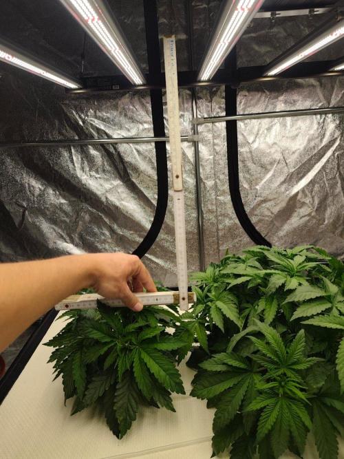 Aero/DWC Custome Legal German Grow. Week 5
