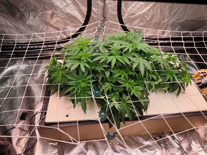 Aero/DWC Custome Legal German Grow. Week 6 - Alles