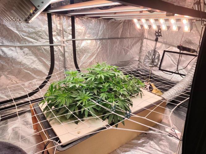 Aero/DWC Custome Legal German Grow. Week 6 - Alles