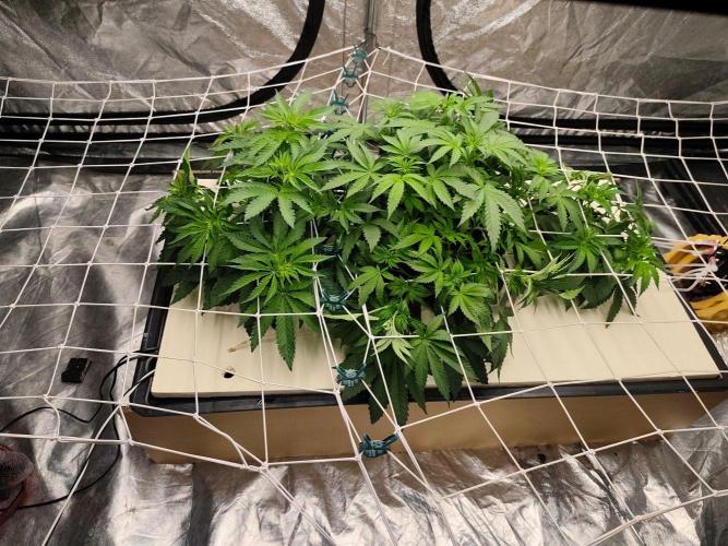 Aero/DWC Custome Legal German Grow. Week 6 - Nur Lumiiblack