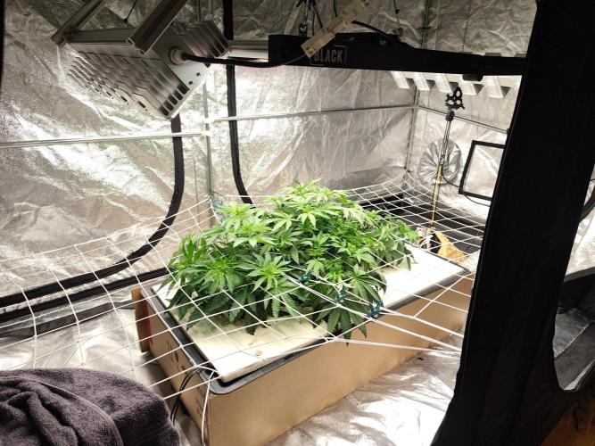 Aero/DWC Custome Legal German Grow. Week 6 - Nur Lumiiblack