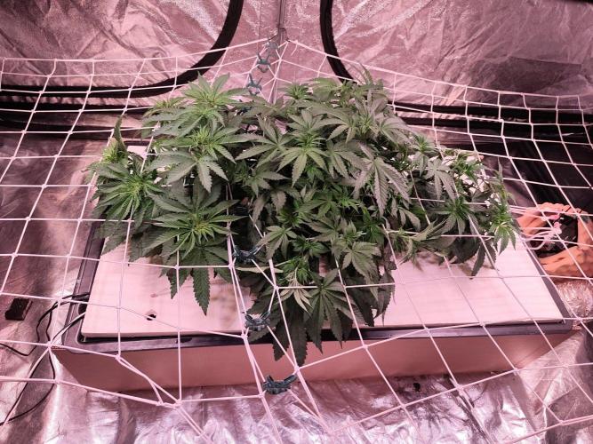 Aero/DWC Custome Legal German Grow. Week 6 - Nur Sanlight