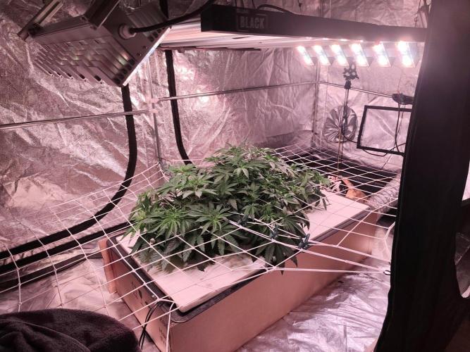 Aero/DWC Custome Legal German Grow. Week 6 - Nur Sanlight