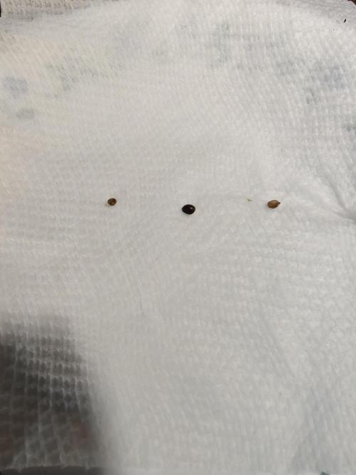 Outdoor Grow Summer 2026. Week 0 - Germinated using the good ol' paper towel method 